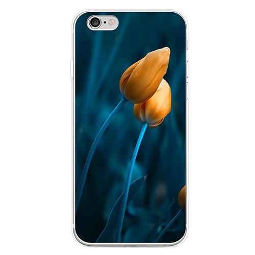 Hoa Tulip