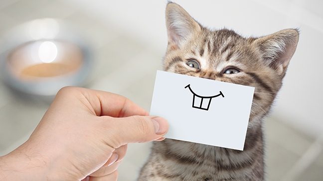 Những mẫu ốp lưng dành cho những người yêu pet
